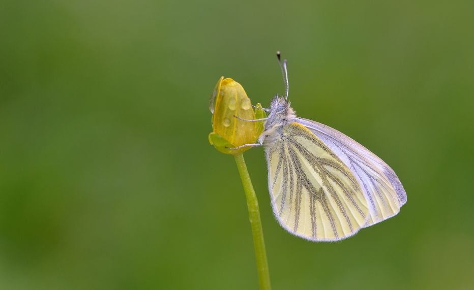 Green-veined White butterfly © Bob Eade