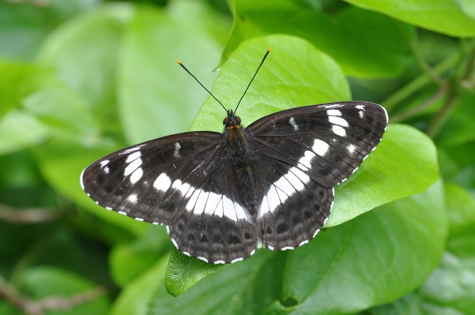 White Admiral © Bob Eade