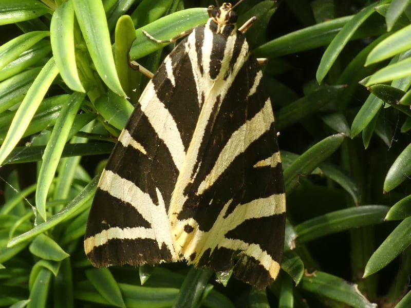 jersey tiger moth dennis chanter 1