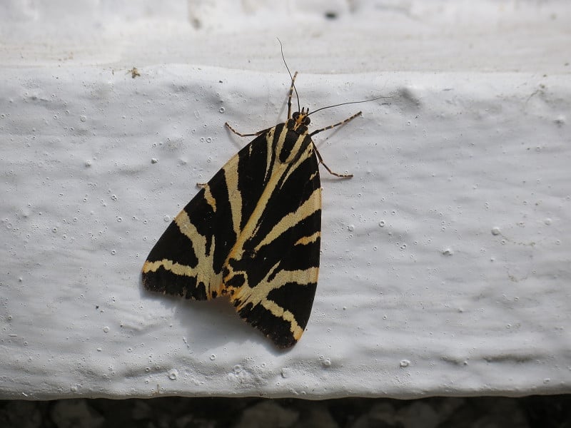 jerseytigermothccatherinewilliamson cnaturephotographycom w800h600 1