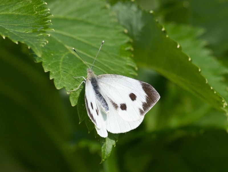 large white by neil fletcher 1