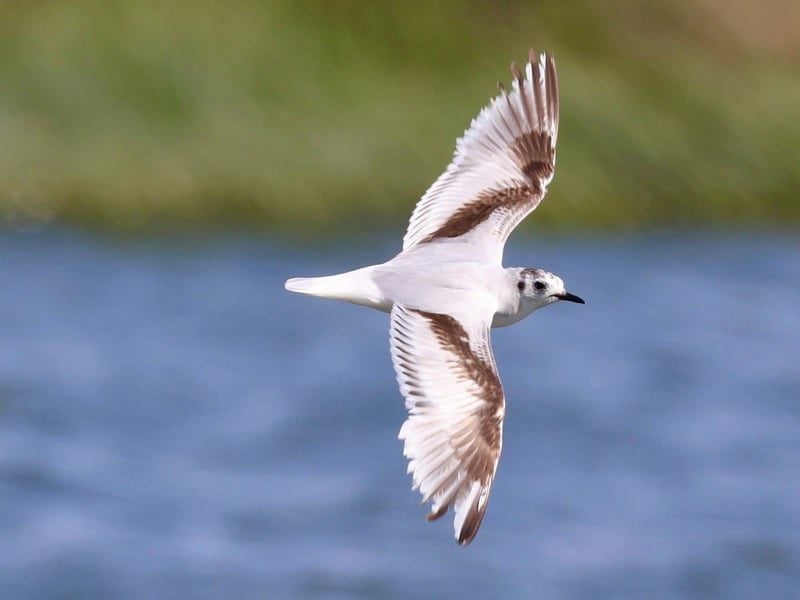 little gull james tomlinson 1 1 1