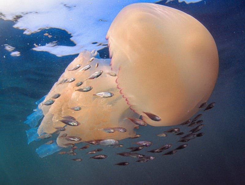 Barrel Jellyfish off Littlehampton © Paul Parsons Barrel Jellyfish off Littlehampton © Paul Parsons