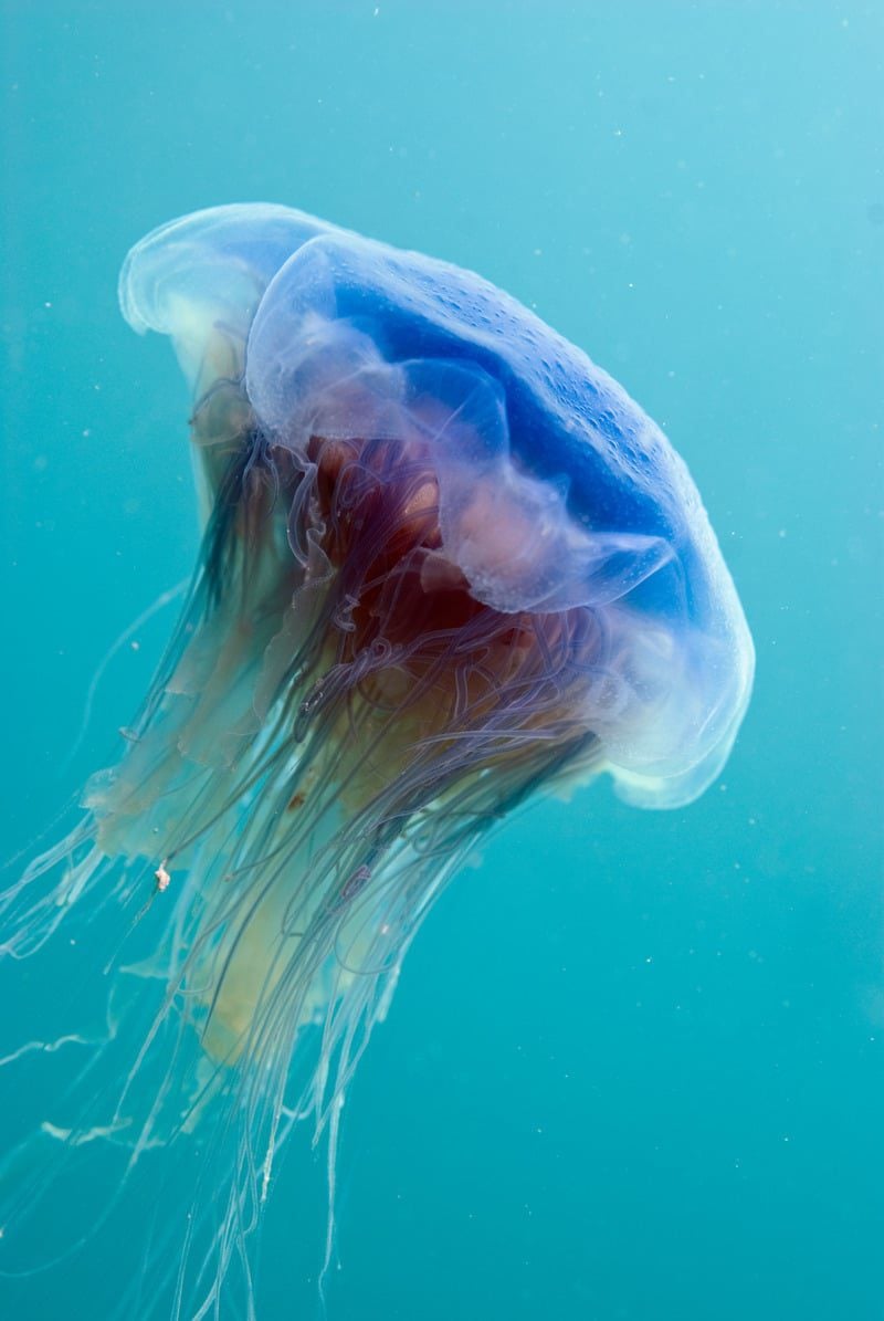Blue Jellyfish © Linda Pitkin/2020VISION Blue Jellyfish © Linda Pitkin/2020VISION