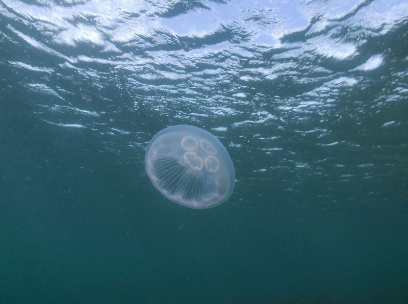 moonjellyfish 1