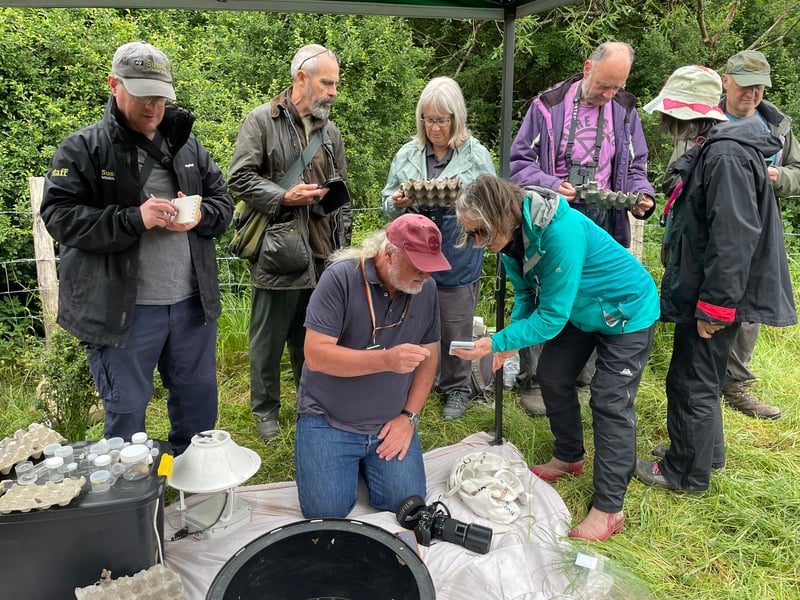 moth trap volunteers week julia hoare 1 1