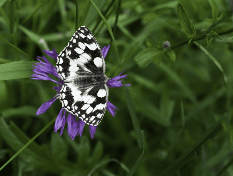 Marbled White © Nigel Symington