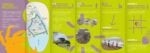 play leaflet pdf