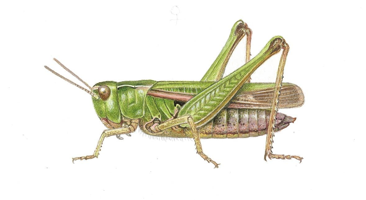 restricted common green grasshopper c richard lewington 1