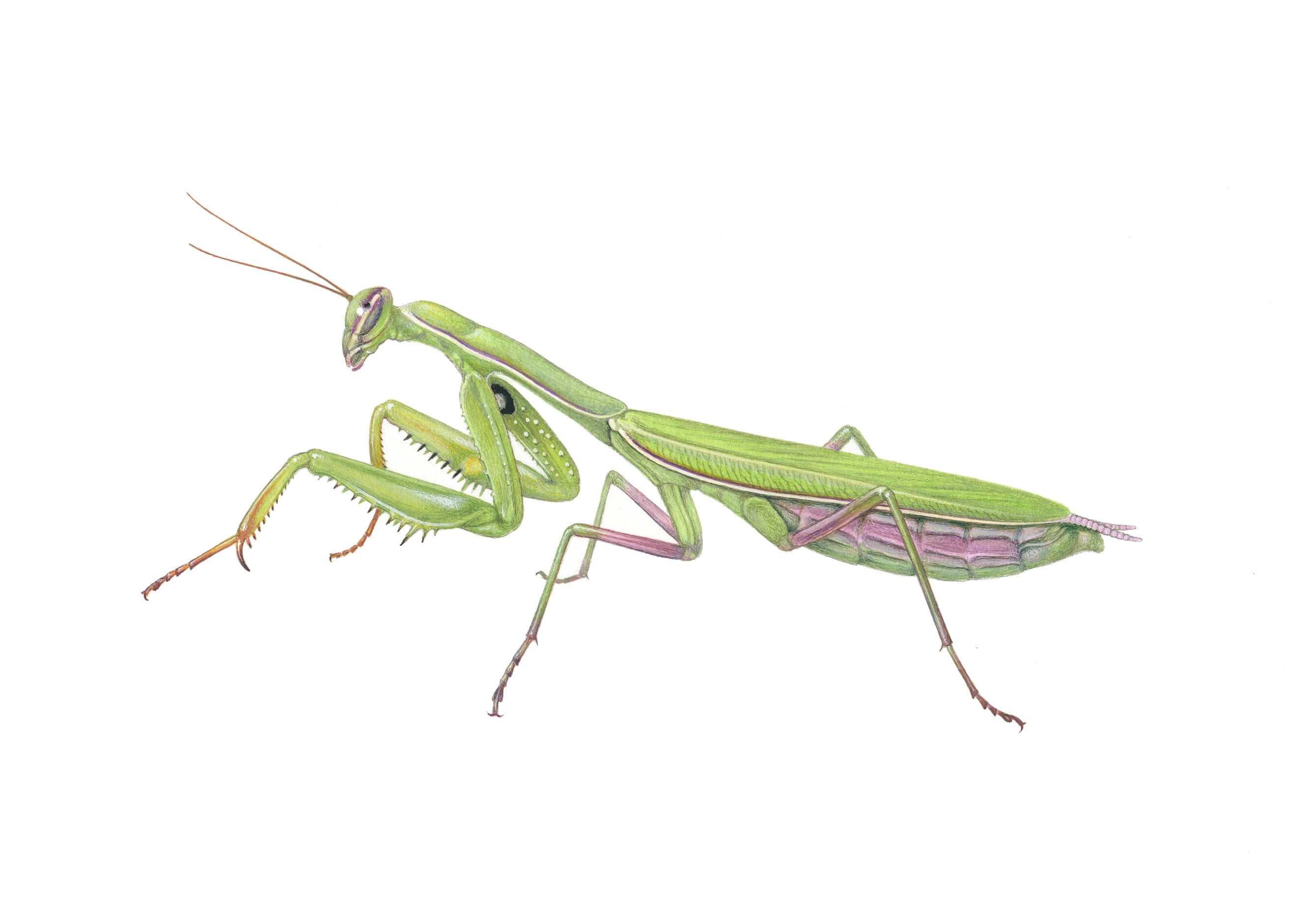 restricted praying mantis c richard lewington 1