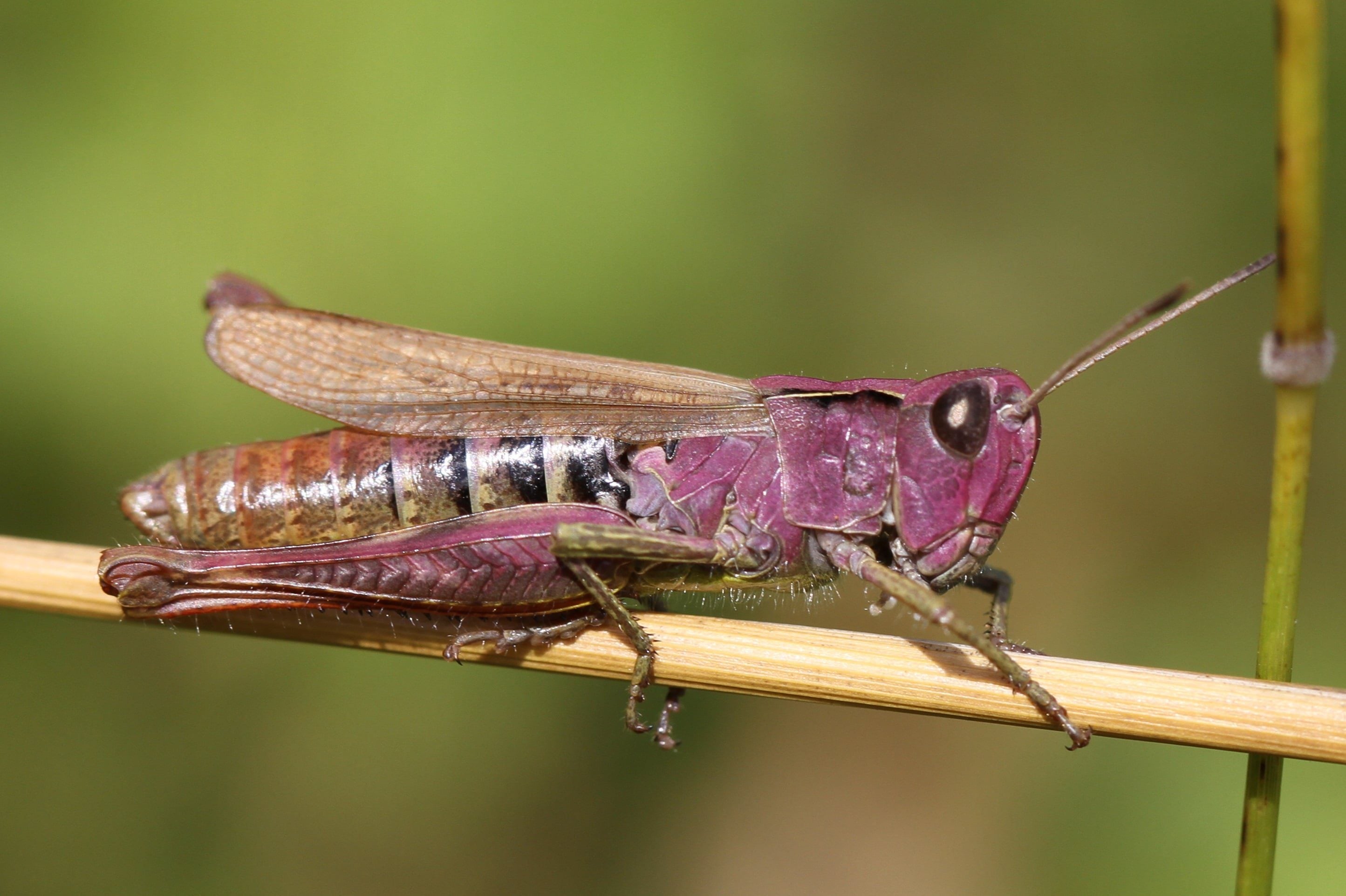 restricted rufous grasshopper c david browne 1