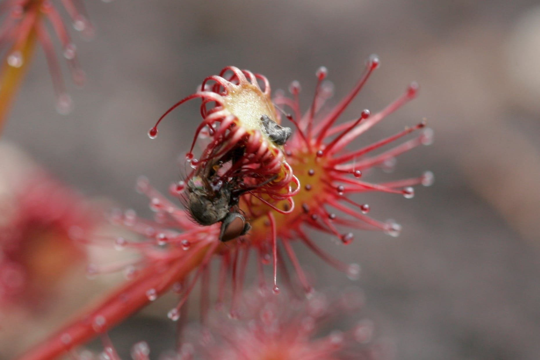 sundew 2 1