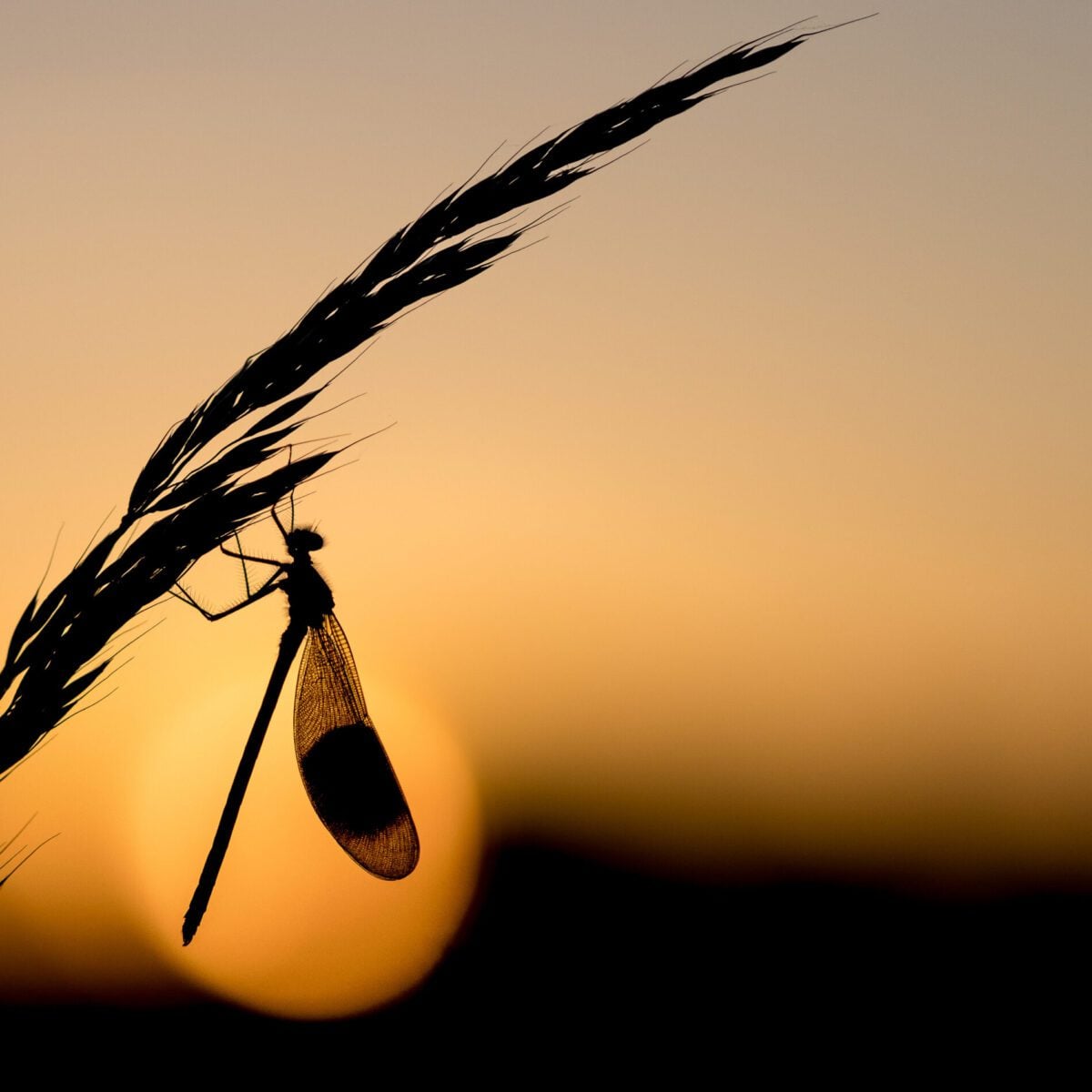Banded Demoiselle silhouette BrianWatkins 4
