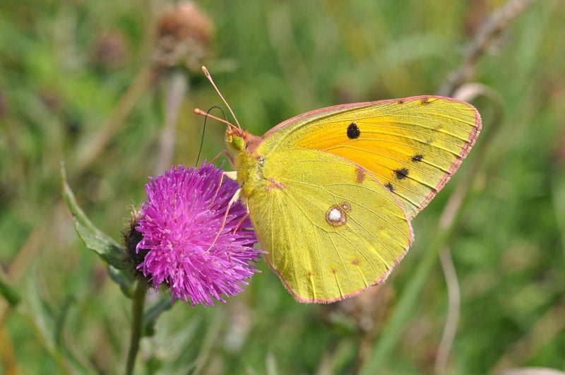 Yellow butterfly on a purple flower