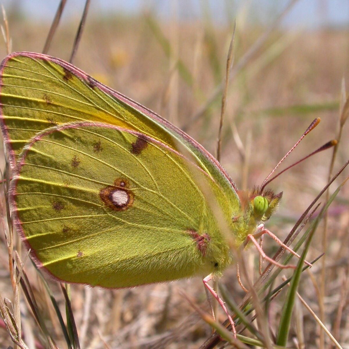 Clouded Yellow butterfly Graeme Lyons