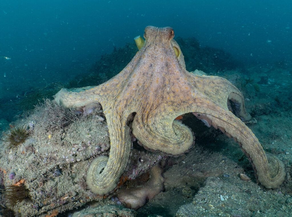 Common Octopus male guarding female
