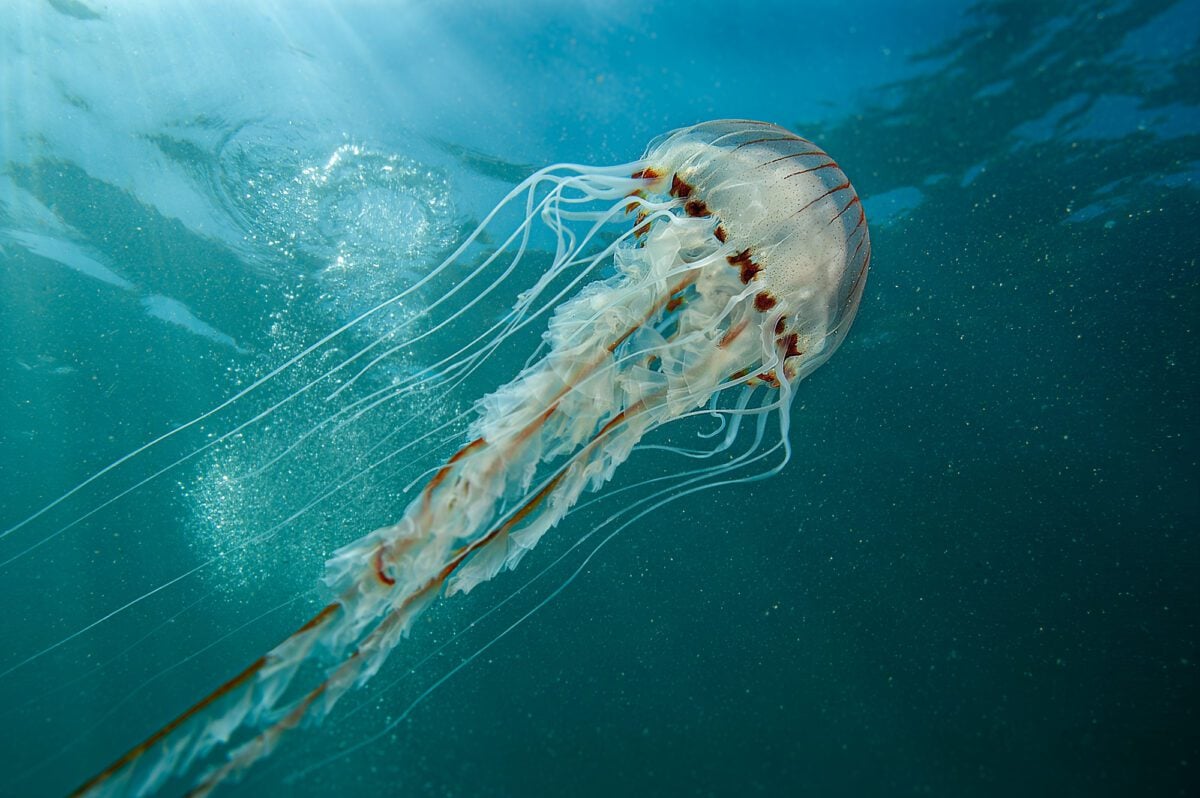 Compass Jelly swimming in blue water