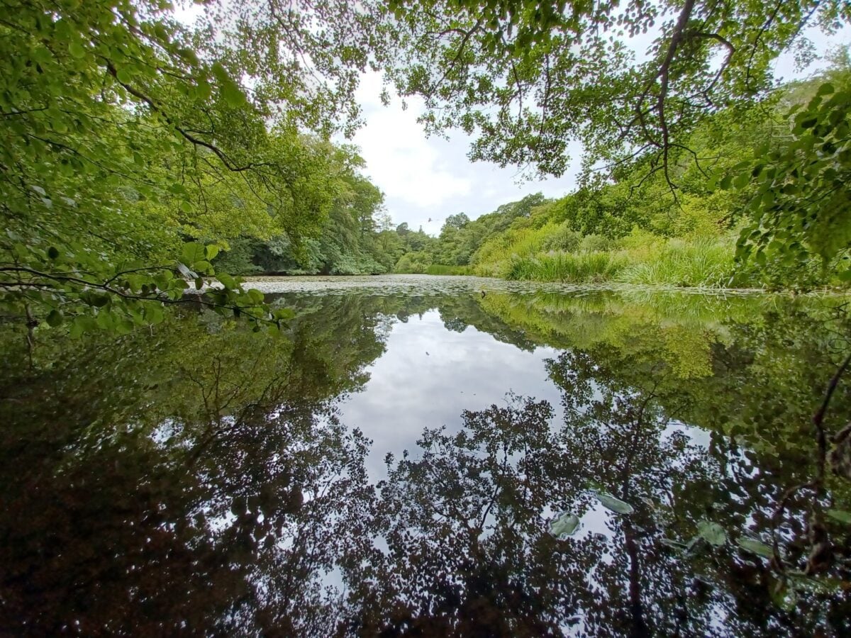 Woodland pond with reflections of trees in water