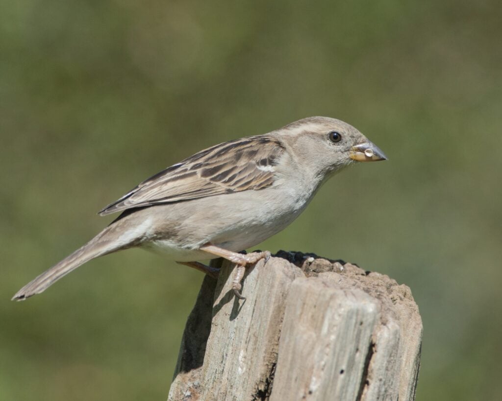 Female House Sparrow © Nigel Symington 1