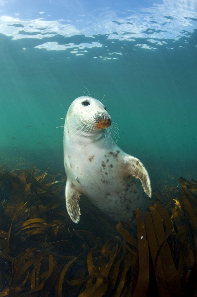 Grey Seal