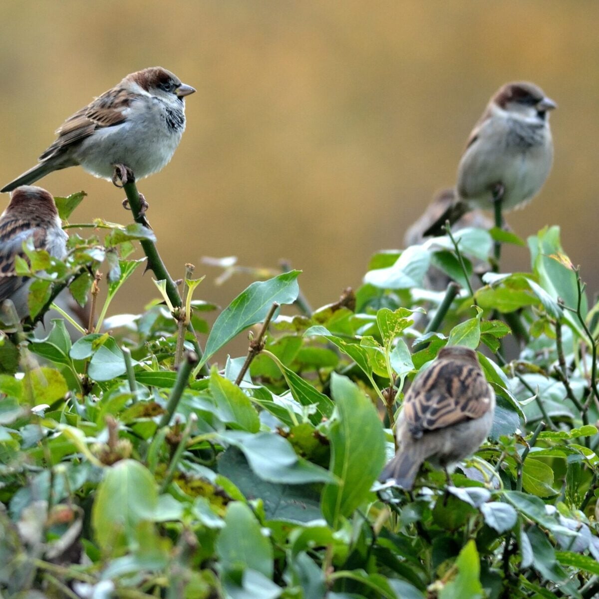 House Sparrows © Alan Price