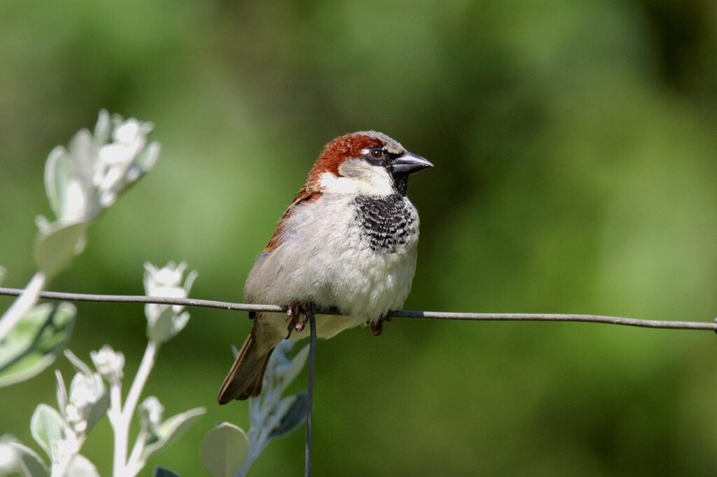 Male House Sparrow © Alan Price 1