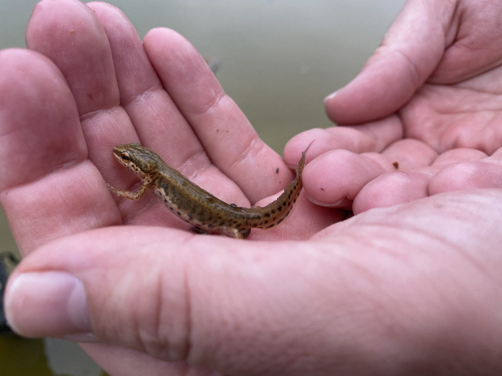 Smooth Newt in palm of hand