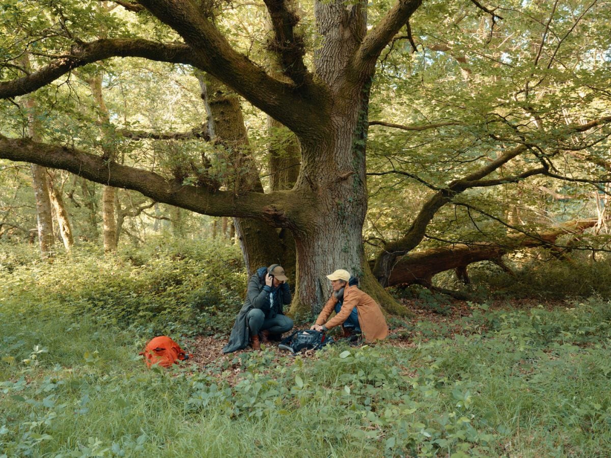Sounds beneath the oak tree Credit Murray Ballard 1