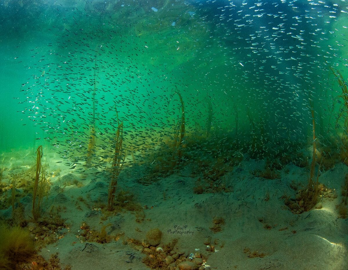 Stormy Sprats Paul Parsons