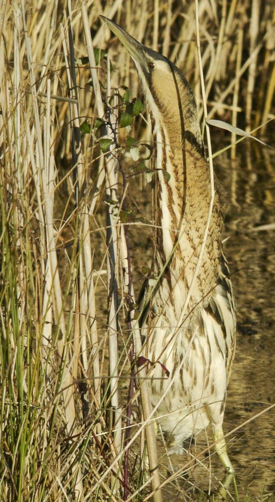Tall Bittern at Castle Water Barry Yates