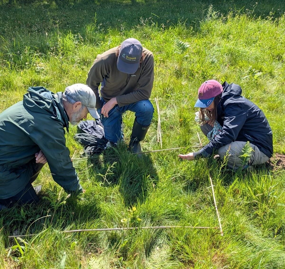 Vegetation survey of Brickfield Meadow
