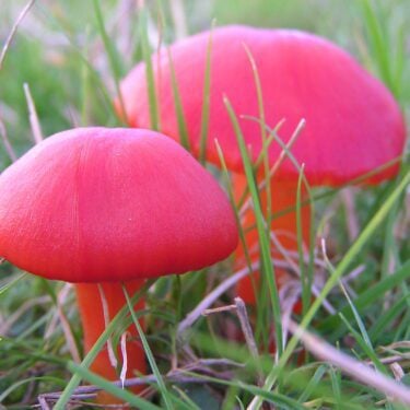 scarlet mushrooms in grass