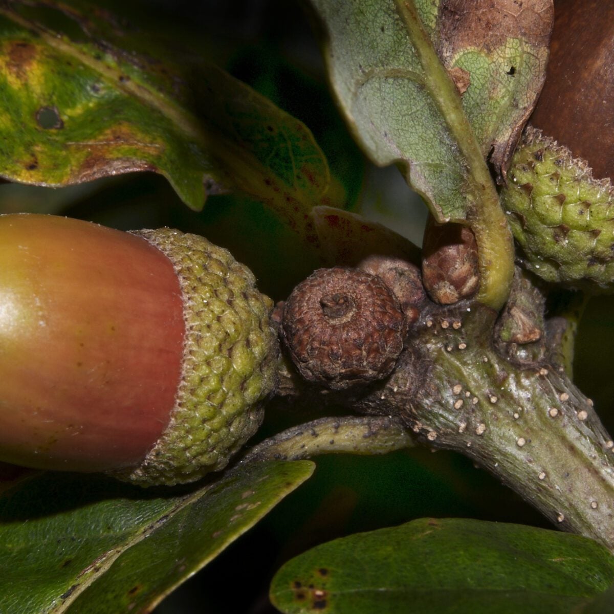 acorn Alan Price 2