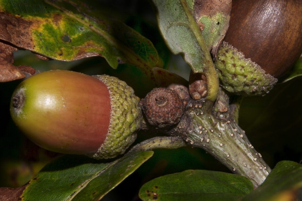 acorn Alan Price 2