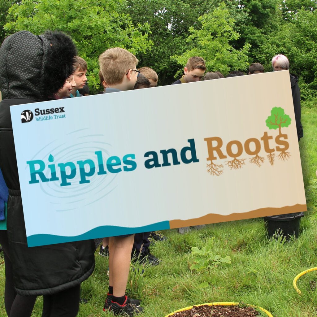 ripples and roots 1