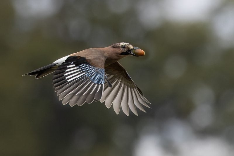 Flying Jay with acorn in its mouth