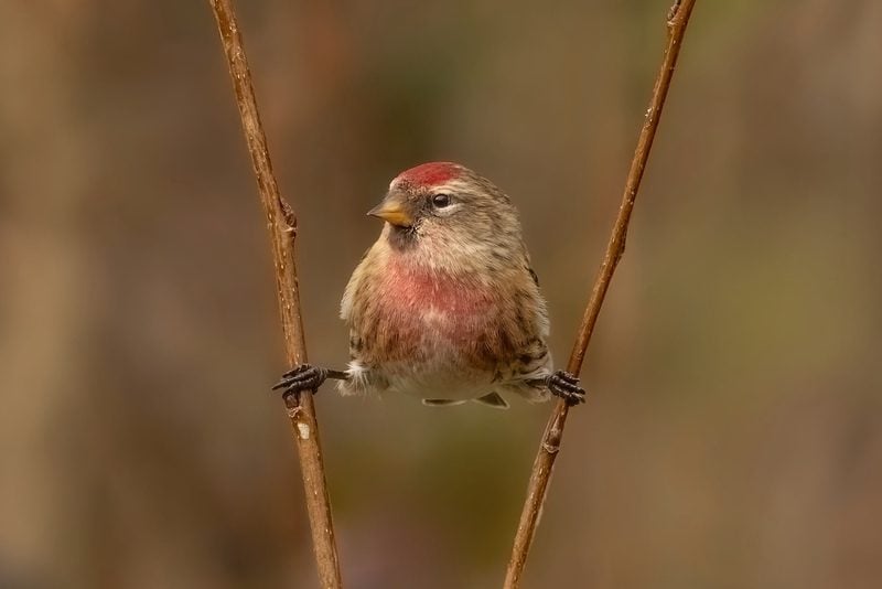 0F1A8824 Redpoll Splits