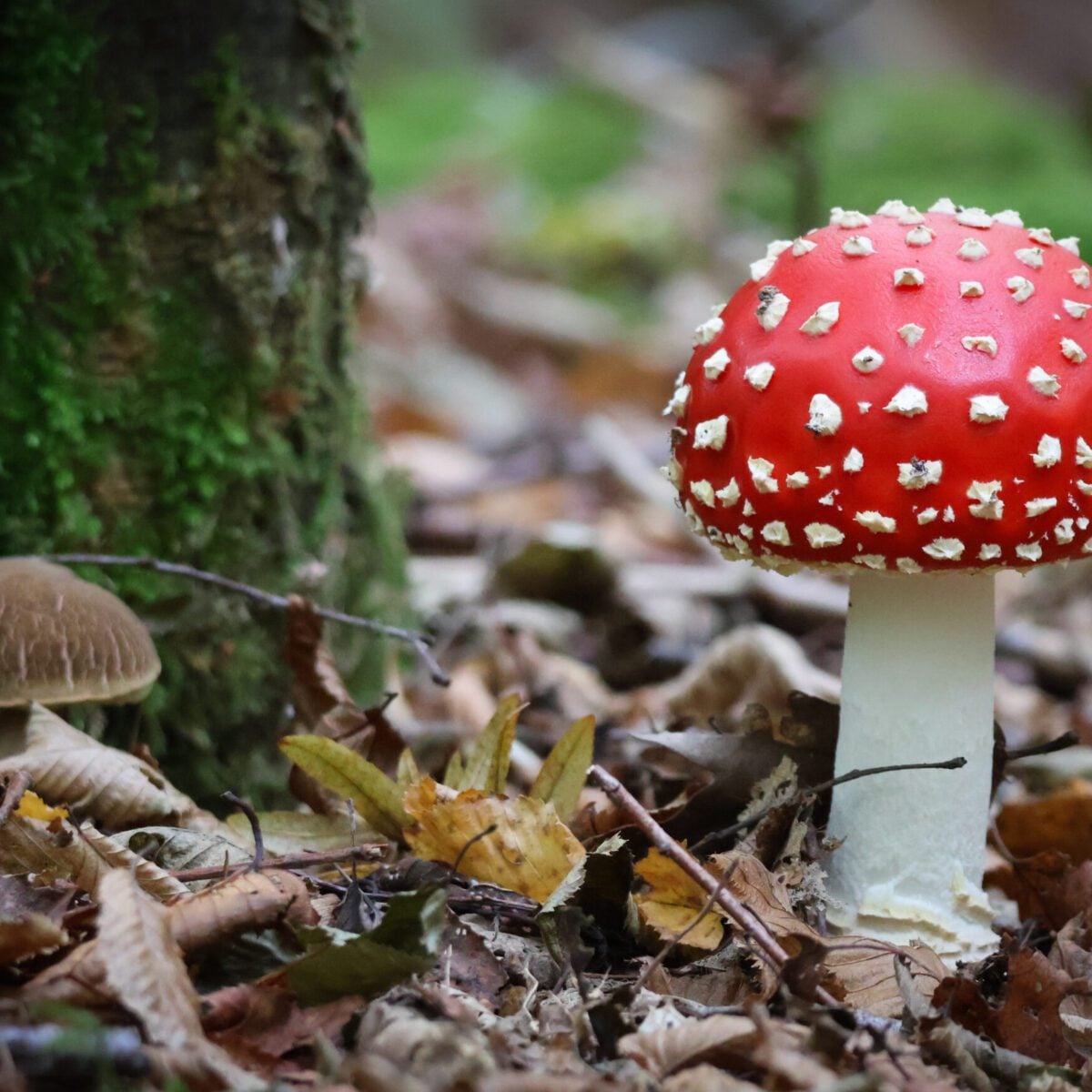 10 Fly Agaric 2 Kai Hilton