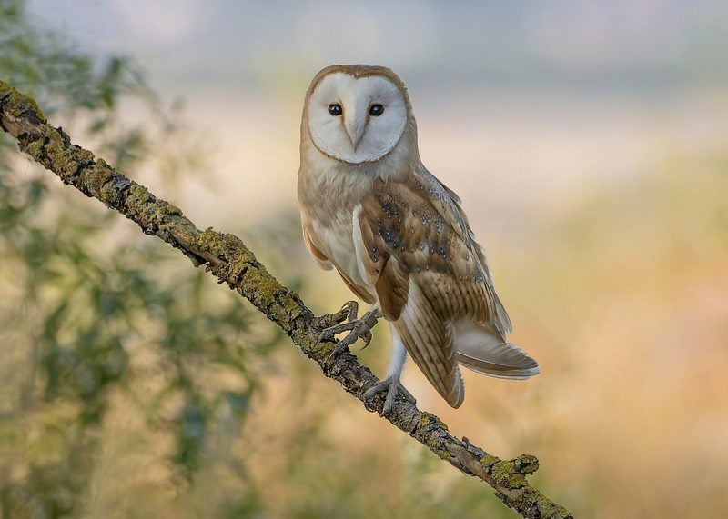 Barn Owl