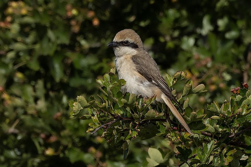 Red-tailed/Turkestan Shrike