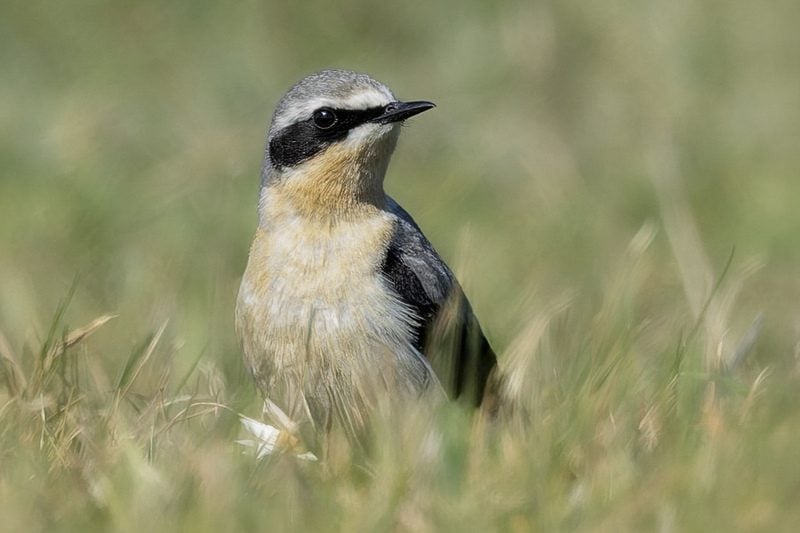 Wheatear on the ground