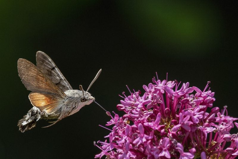 5L7A8371 HB Hawk Moth