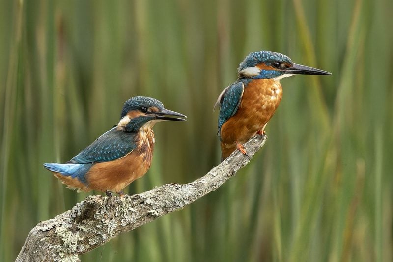Two Kingfishers on a branch