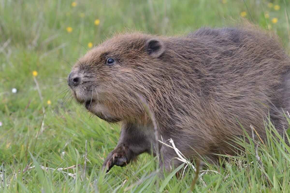 Beaver webinar