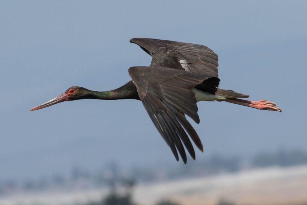 Black Stork in flight 
