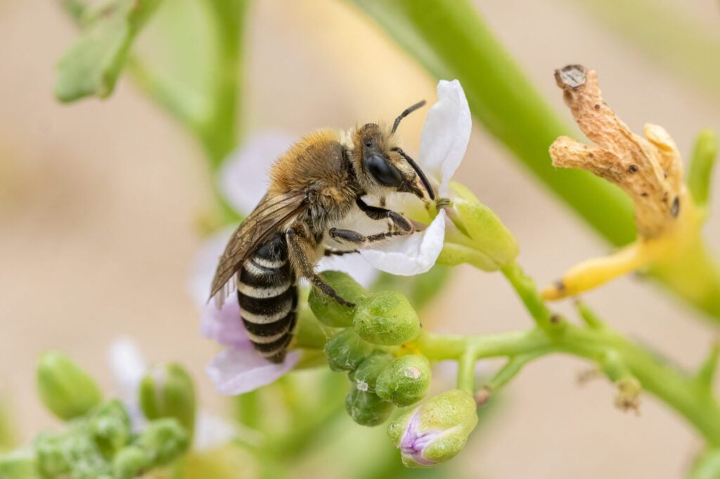 Sea Aster Bee © Chris Kirby-Lambert Sea Aster Bee on white flower