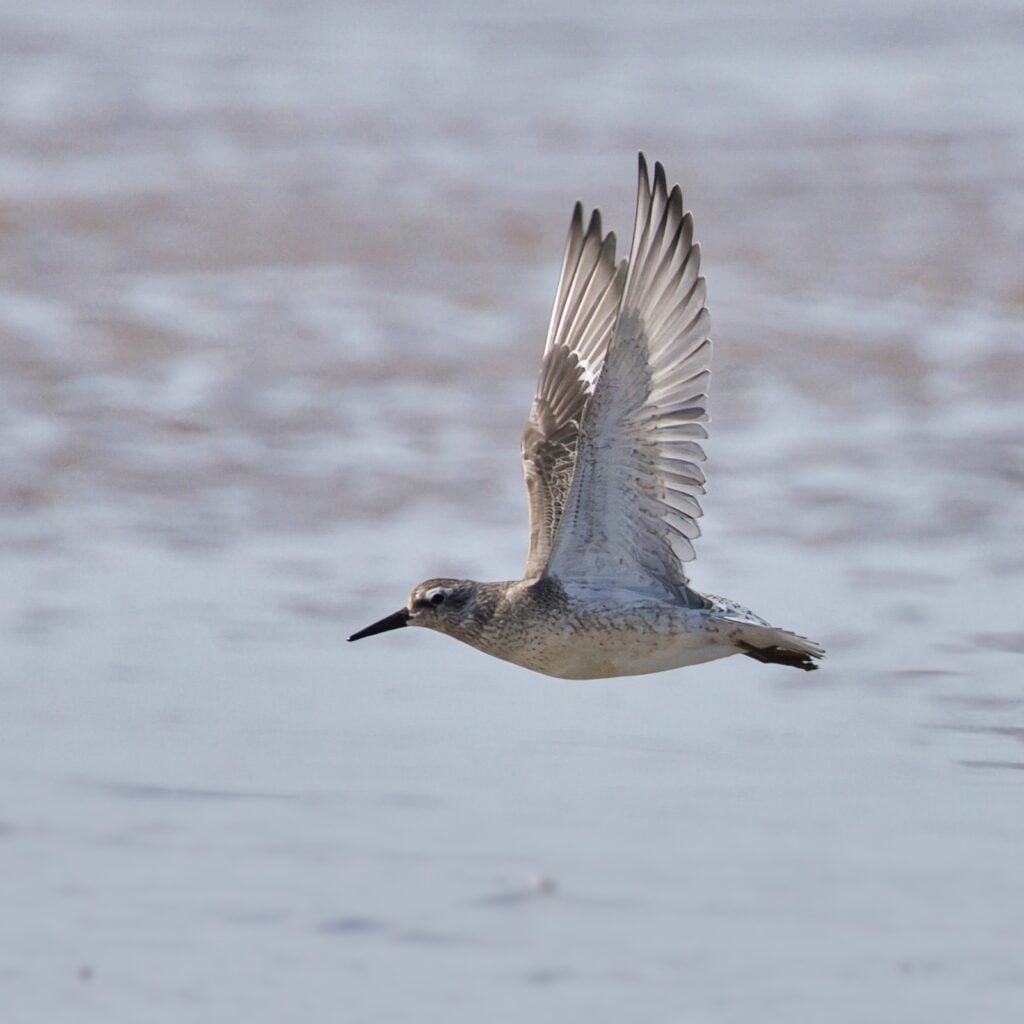 Knot © Barry Yates Knot in flight
