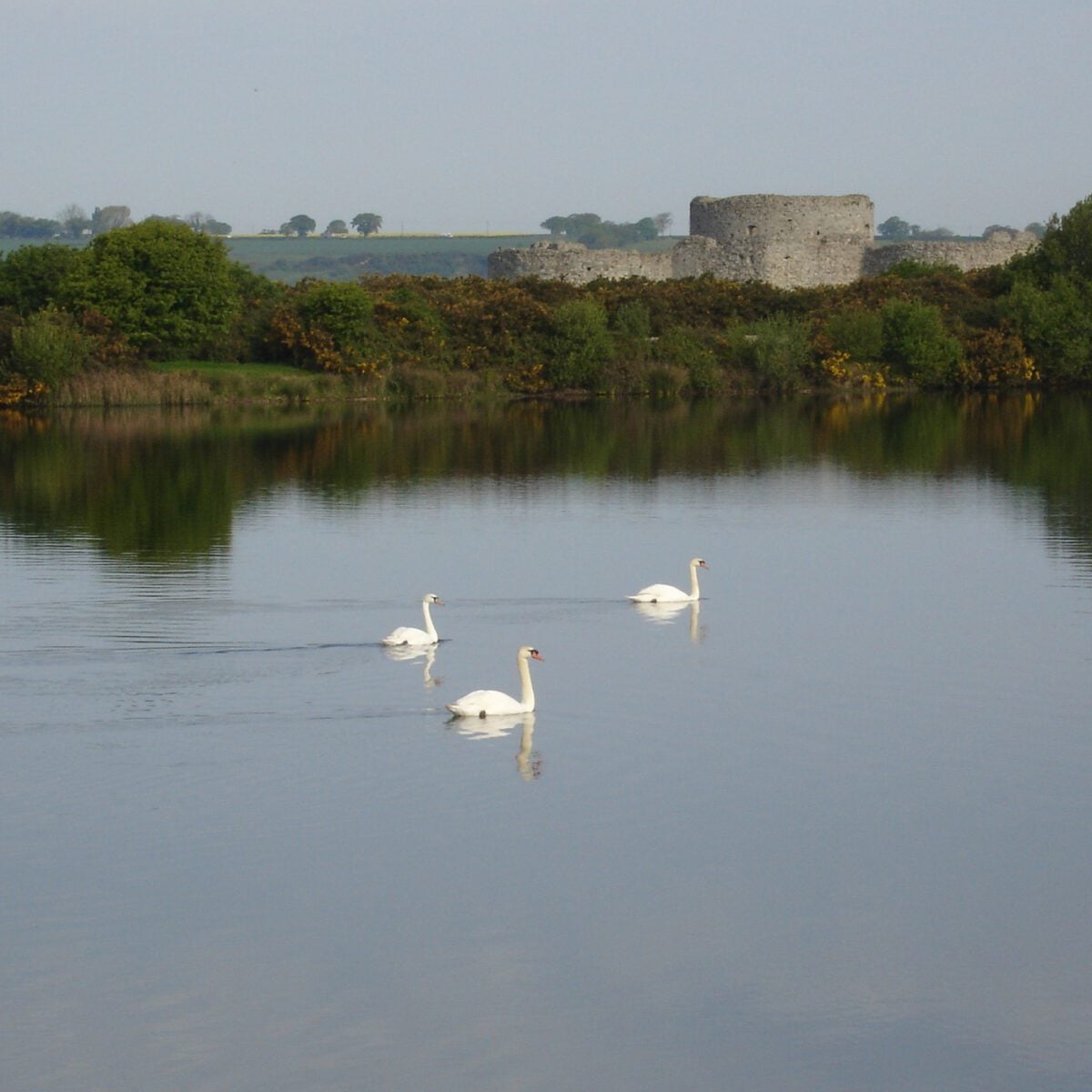 Mute Swans at Rye Harbour Nature Reserve Camber Castle Barry Yates
