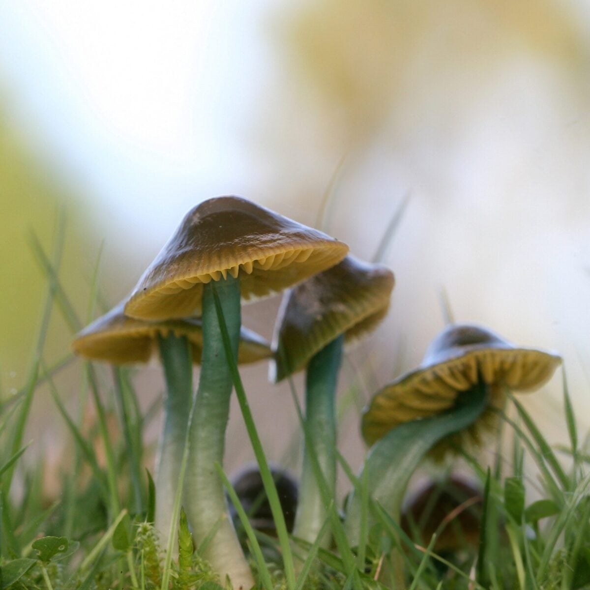 Parrot Waxcap © Neil Fletcher
