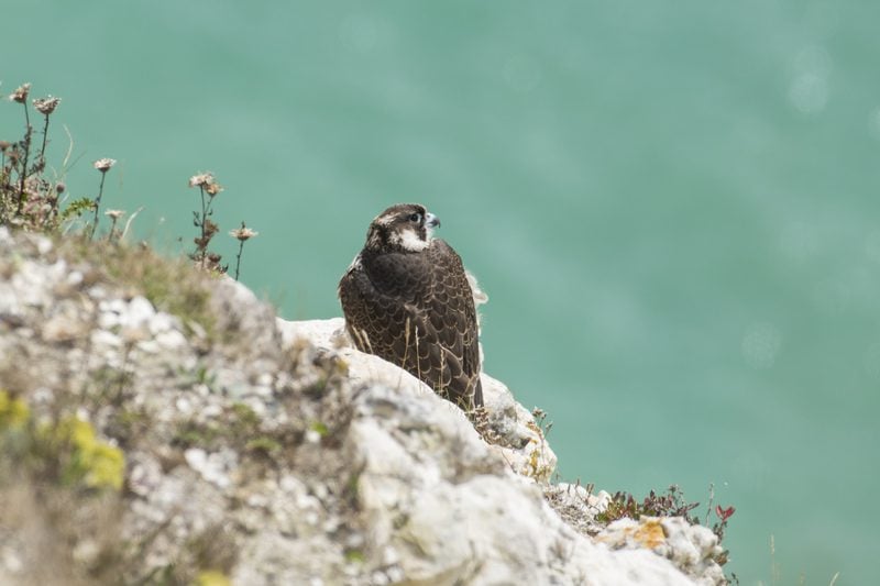 Peregrine Falcon on a chalk cliff edge